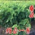 【四季结果】桑葚树苗新品种特大果室内阳台地栽高产苗南北方
