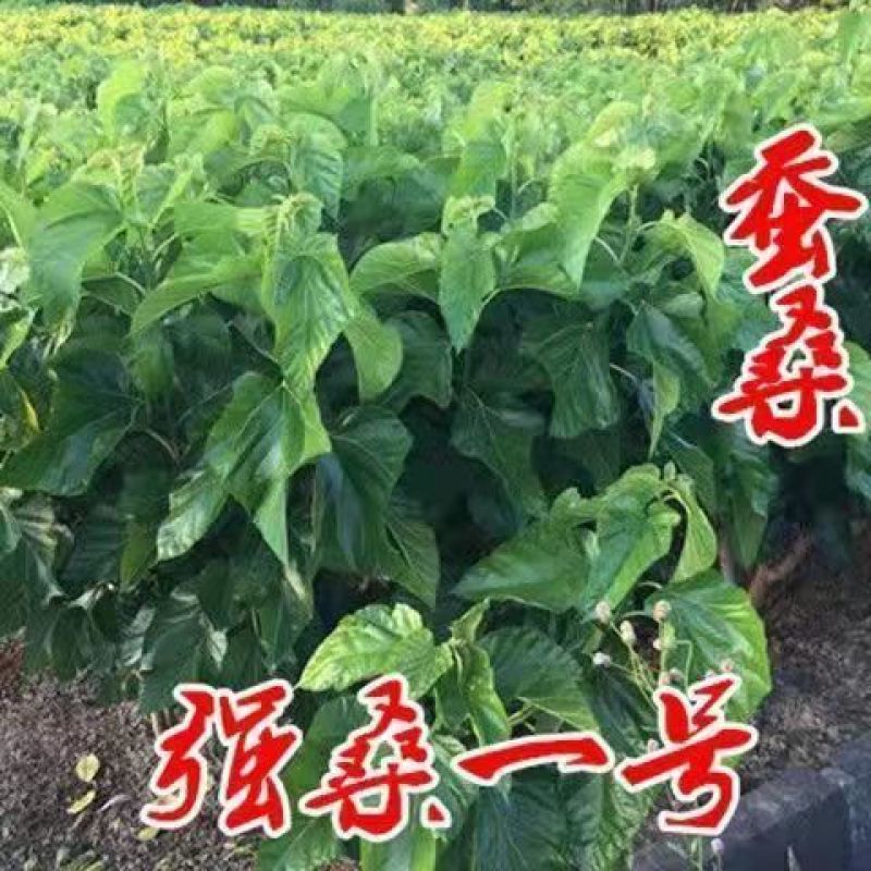 【四季结果】桑葚树苗新品种特大果室内阳台地栽高产苗南北方