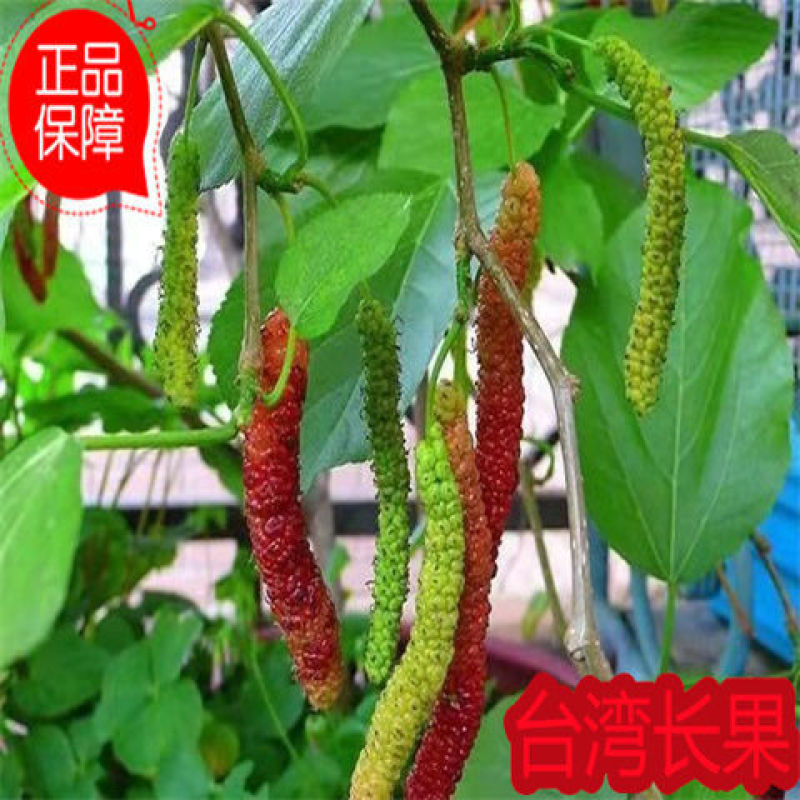 【四季结果】桑葚树苗新品种特大果室内阳台地栽高产苗南北方