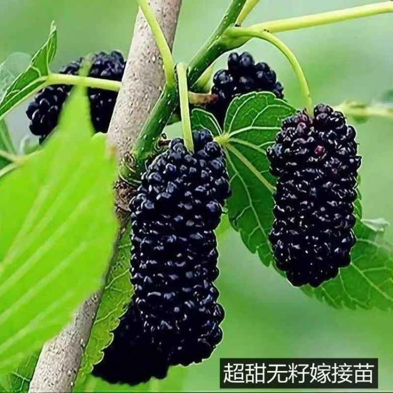 【四季结果】桑葚树苗新品种特大果室内阳台地栽高产苗南北方