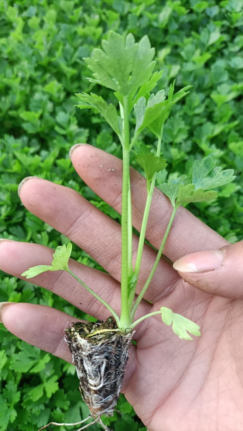 进口精品芹菜苗，长势好，抗病性强，产量高，免费技术指导