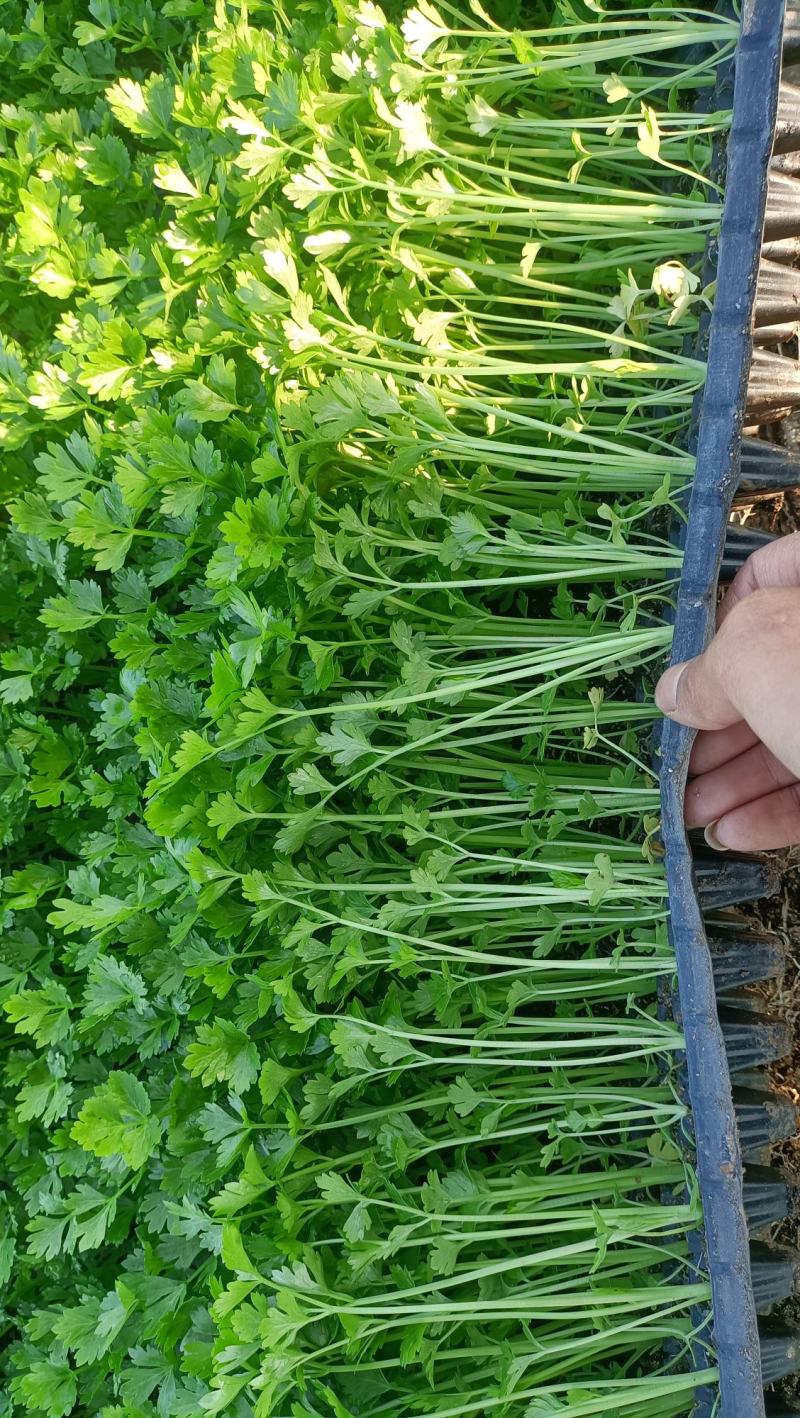 进口精品芹菜苗，长势好，抗病性强，产量高，免费技术指导