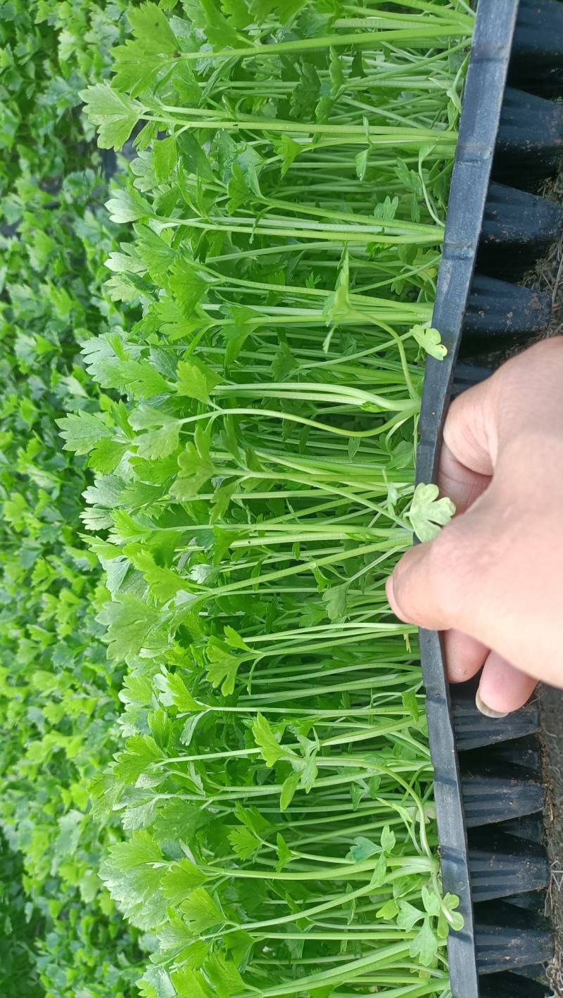 进口精品芹菜苗，长势好，抗病性强，产量高，免费技术指导