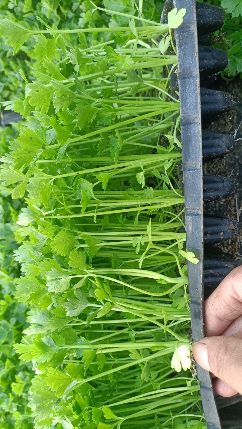 进口精品芹菜苗，长势好，抗病性强，产量高，免费技术指导