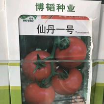 仙丹一号番茄种子~早熟无限生型果重300克抗黄化曲叶病毒