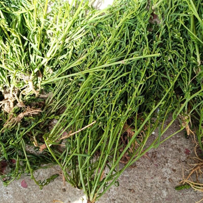 百蕊草