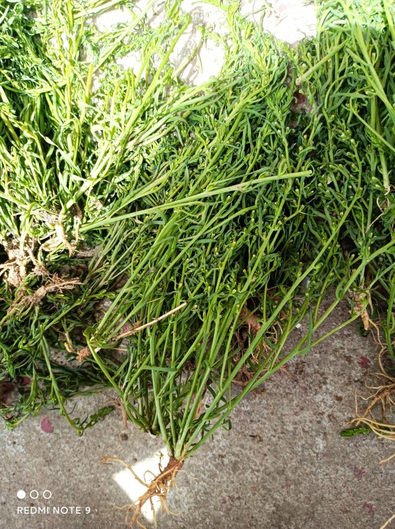 百蕊草