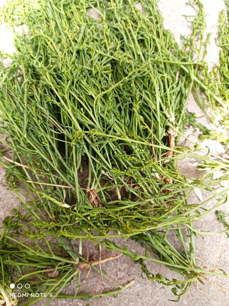百蕊草