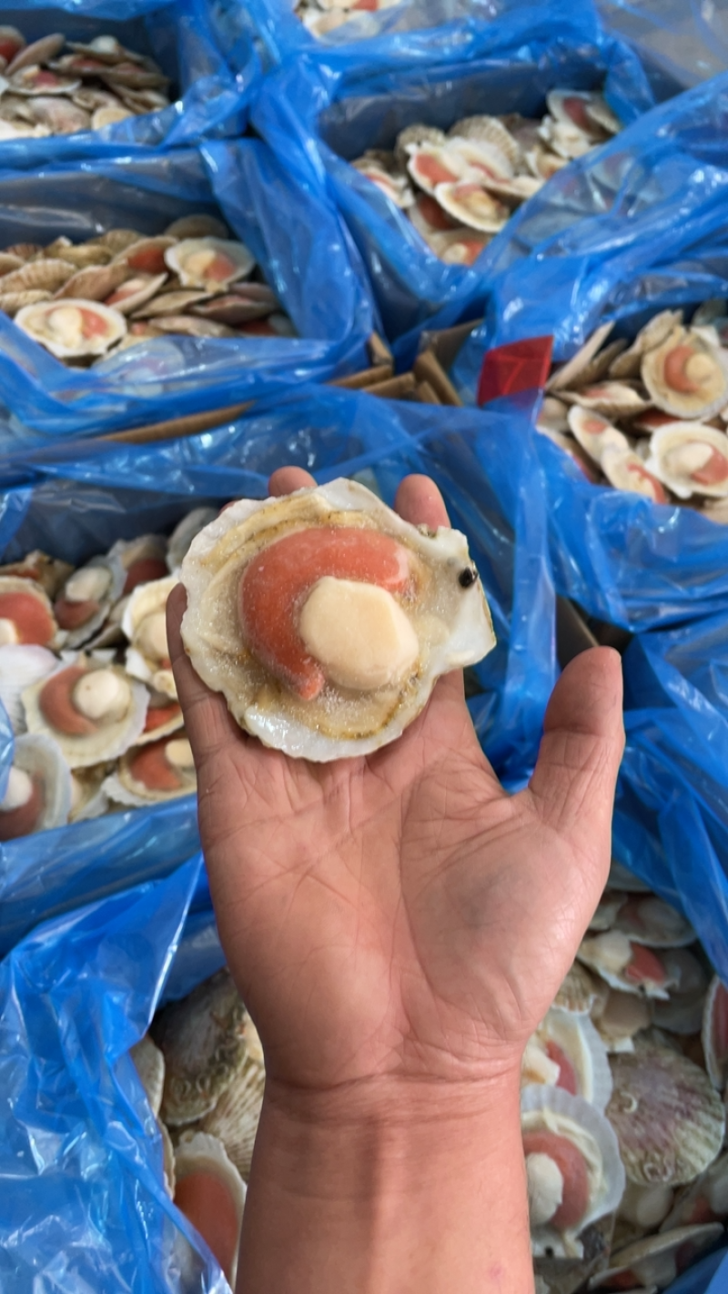 半壳扇贝夏夷贝原汁虾夷贝规格齐全烧烤餐饮批发