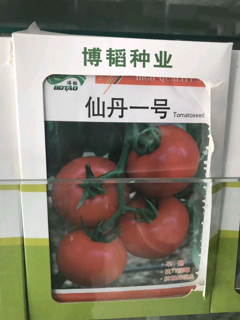 仙丹一号番茄种子~早熟无限生型果重300克抗黄化曲叶病毒
