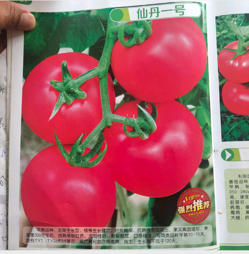 仙丹一号番茄种子~早熟无限生型果重300克抗黄化曲叶病毒