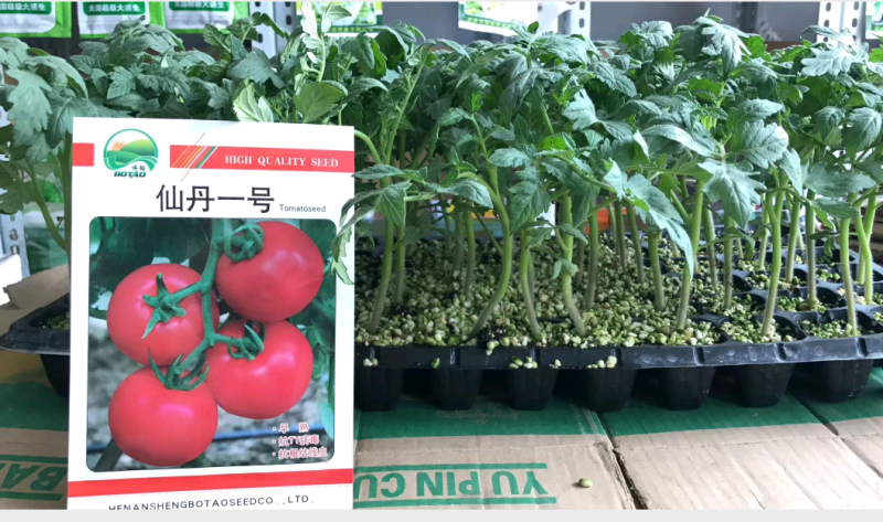 仙丹一号番茄种子~早熟无限生型果重300克抗黄化曲叶病毒