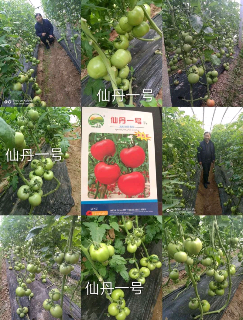 仙丹一号番茄种子~早熟无限生型果重300克抗黄化曲叶病毒
