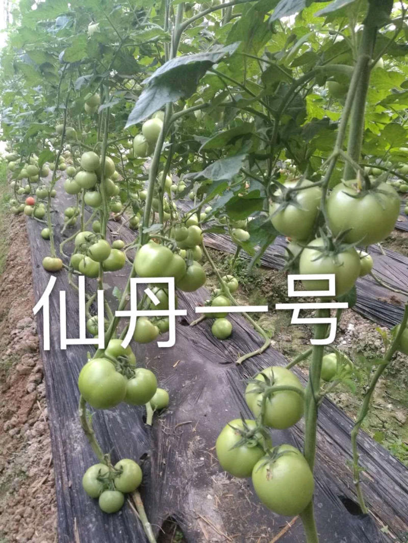 仙丹一号番茄种子~早熟无限生型果重300克抗黄化曲叶病毒