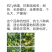 仙丹一号番茄种子~早熟无限生型果重300克抗黄化曲叶病毒