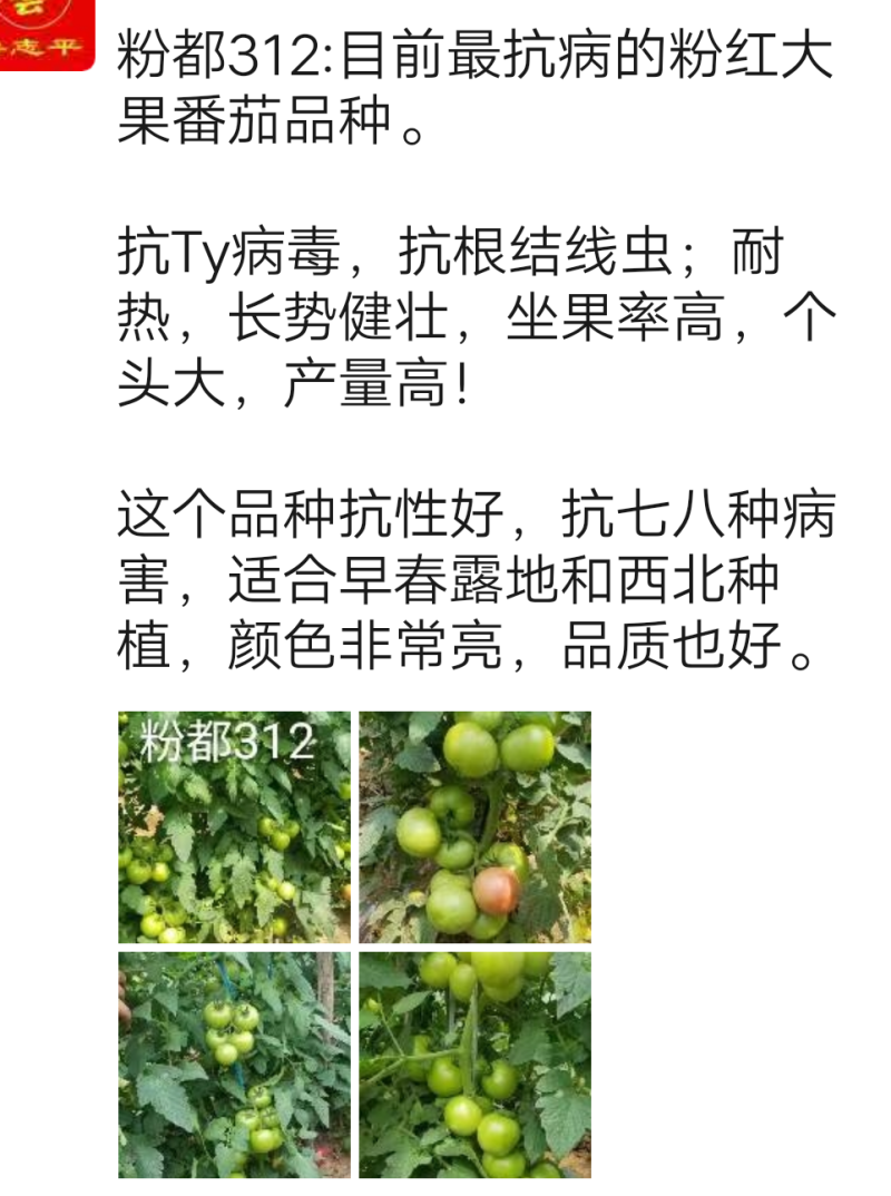 仙丹一号番茄种子~早熟无限生型果重300克抗黄化曲叶病毒