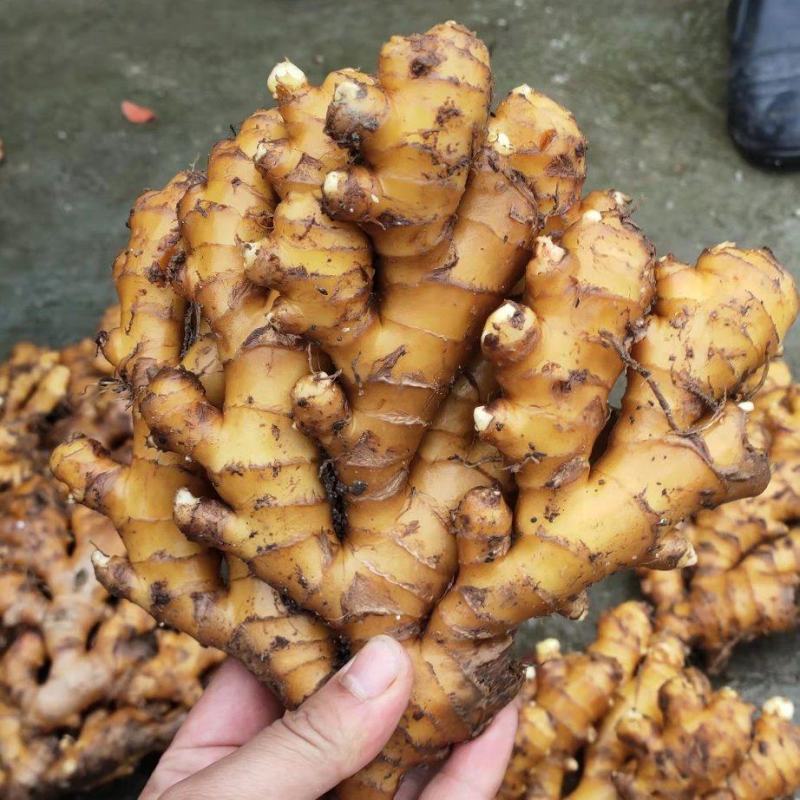 湖南高山姜的品种以小黄姜为主，是小黄姜品种中的佼佼者。