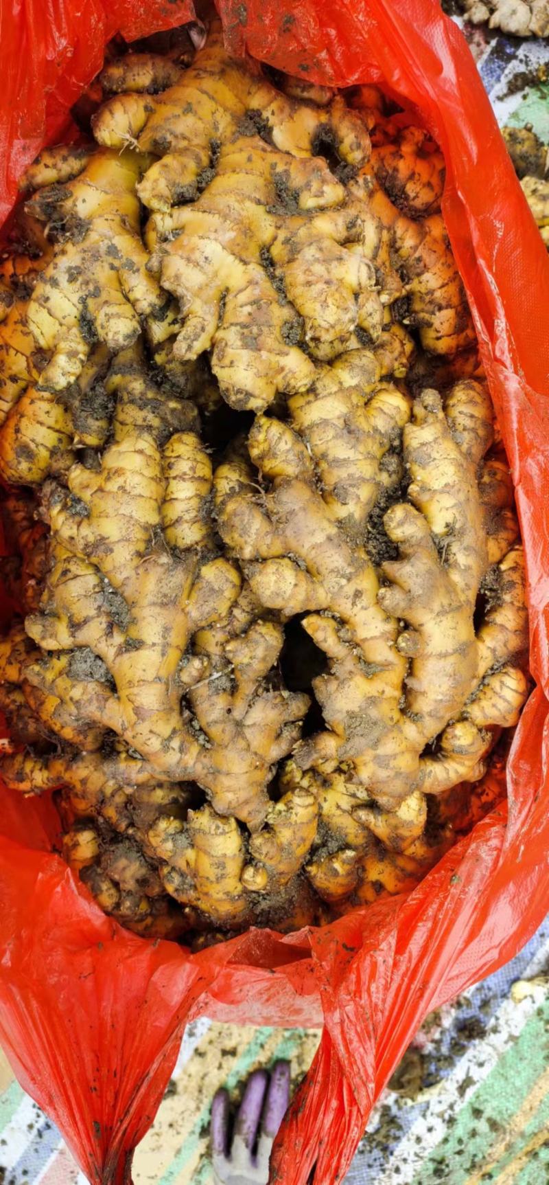 湖南高山姜的品种以小黄姜为主，是小黄姜品种中的佼佼者。
