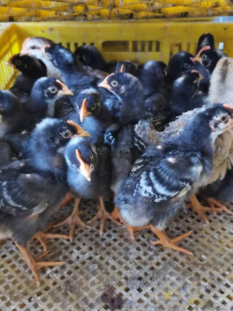 白芦花鸡黑芦花鸡金芦花鸡质量可靠包打岀壳疫苗