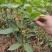 八角树树苗南北方庭院四季高产地栽种植食用茴香嫁接苗