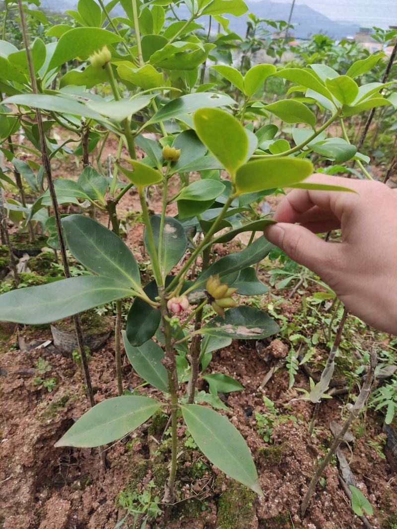 八角树树苗南北方庭院四季高产地栽种植食用茴香嫁接苗