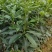 八角树树苗南北方庭院四季高产地栽种植食用茴香嫁接苗