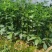 八角树树苗南北方庭院四季高产地栽种植食用茴香嫁接苗