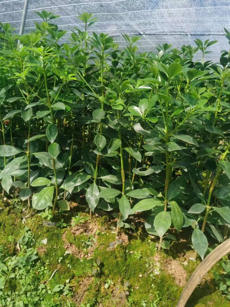 八角树树苗南北方庭院四季高产地栽种植食用茴香嫁接苗