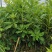 八角树树苗南北方庭院四季高产地栽种植食用茴香嫁接苗