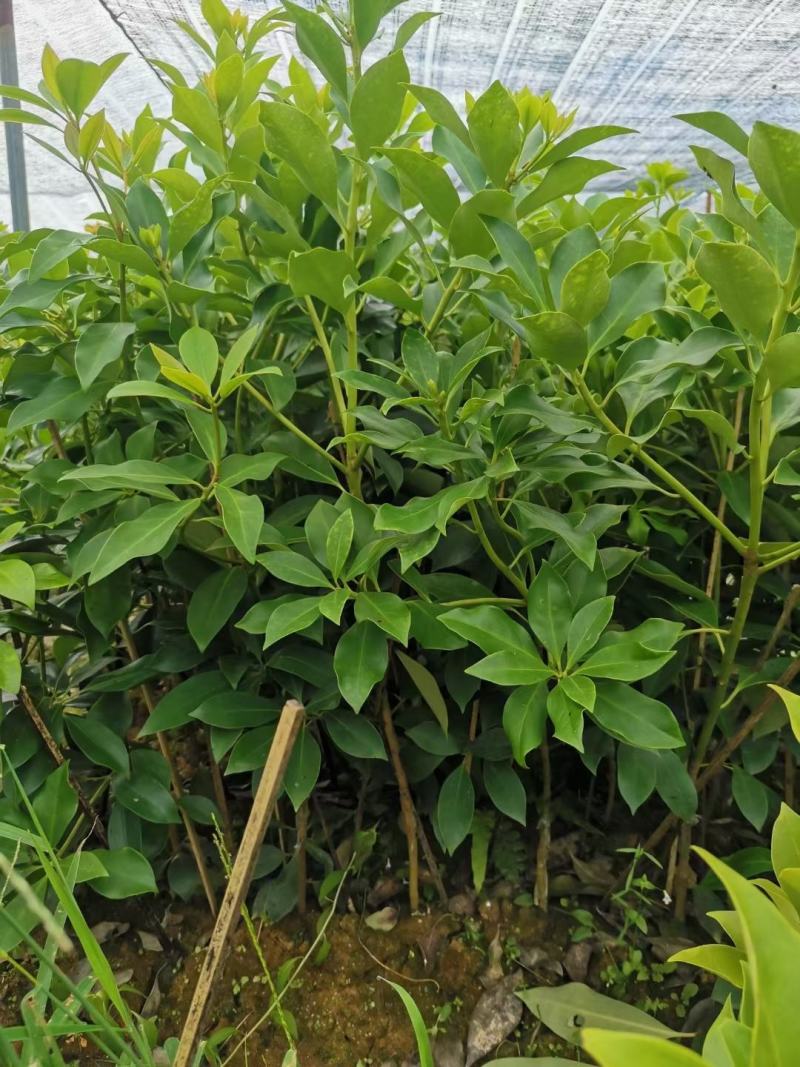 八角树树苗南北方庭院四季高产地栽种植食用茴香嫁接苗