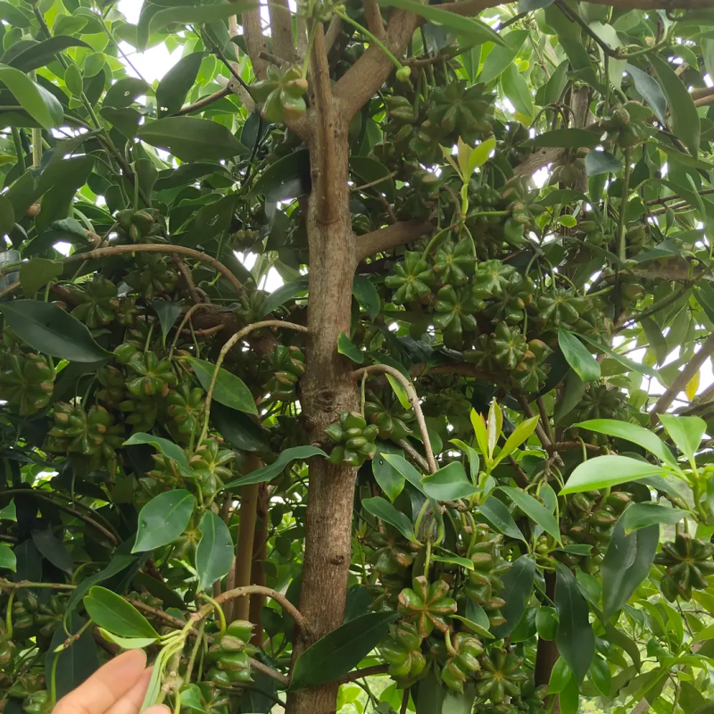 广西嫁接八角树苗茴香大料小苗大红八角苗带泥矮化南北方种植