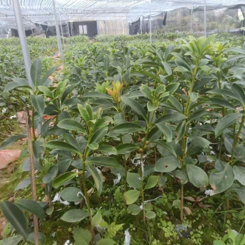 （顺丰快递包邮）矮化大红八角罗马品种嫁接苗三年结果