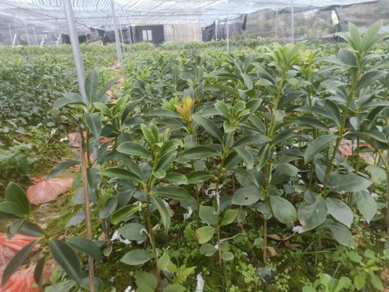 （顺丰快递包邮）矮化大红八角罗马品种嫁接苗三年结果