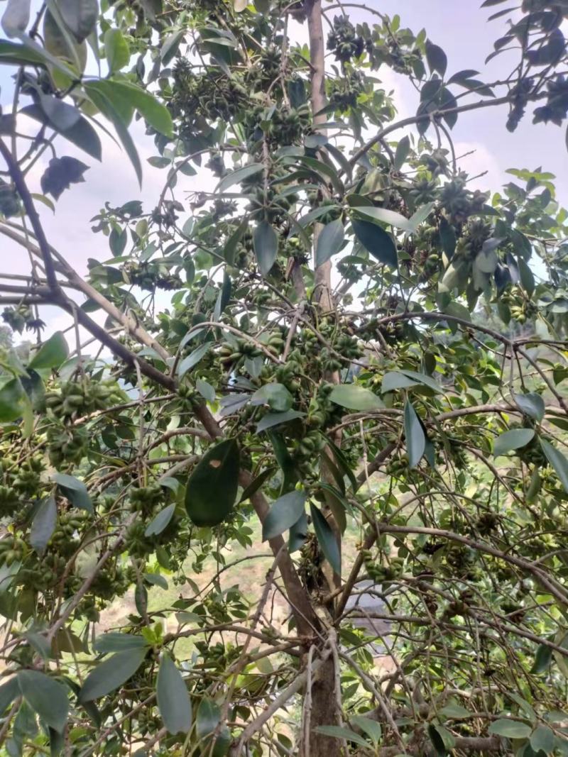 （顺丰快递包邮）矮化大红八角罗马品种嫁接苗三年结果