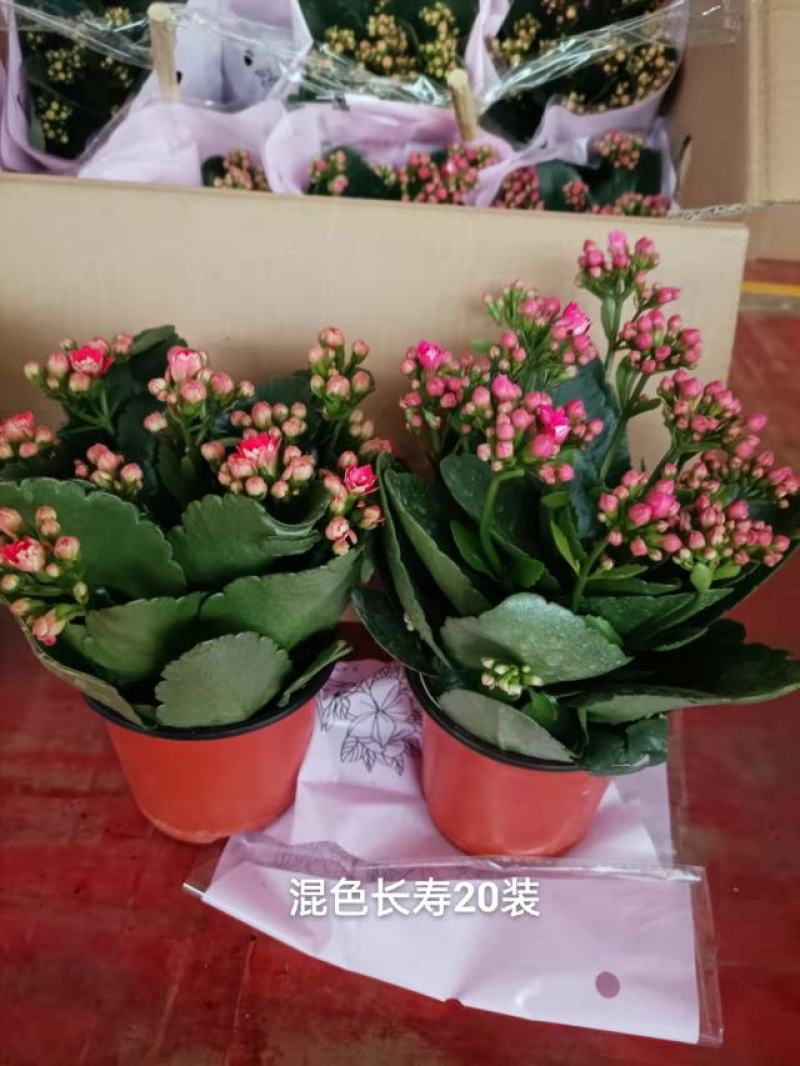 混色长寿花一箱20盆，一盆5元实物实拍图发货标准参考如图