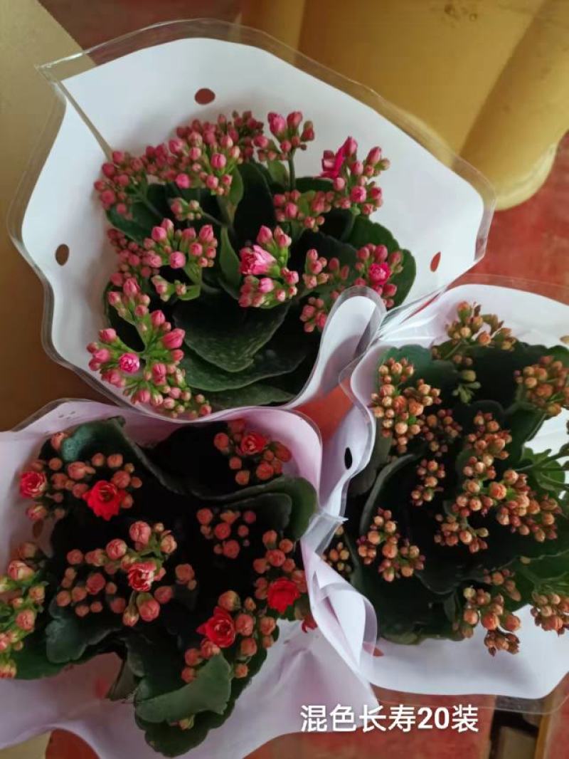 混色长寿花一箱20盆，一盆5元实物实拍图发货标准参考如图