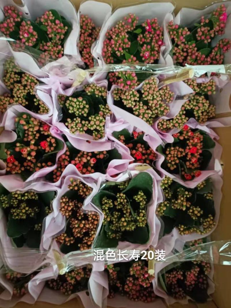混色长寿花一箱20盆，一盆5元实物实拍图发货标准参考如图