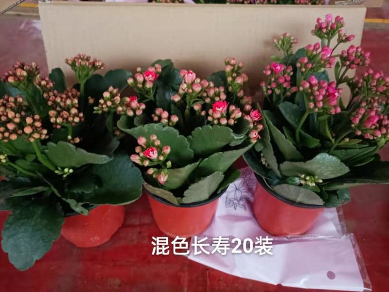 混色长寿花一箱20盆，一盆5元实物实拍图发货标准参考如图