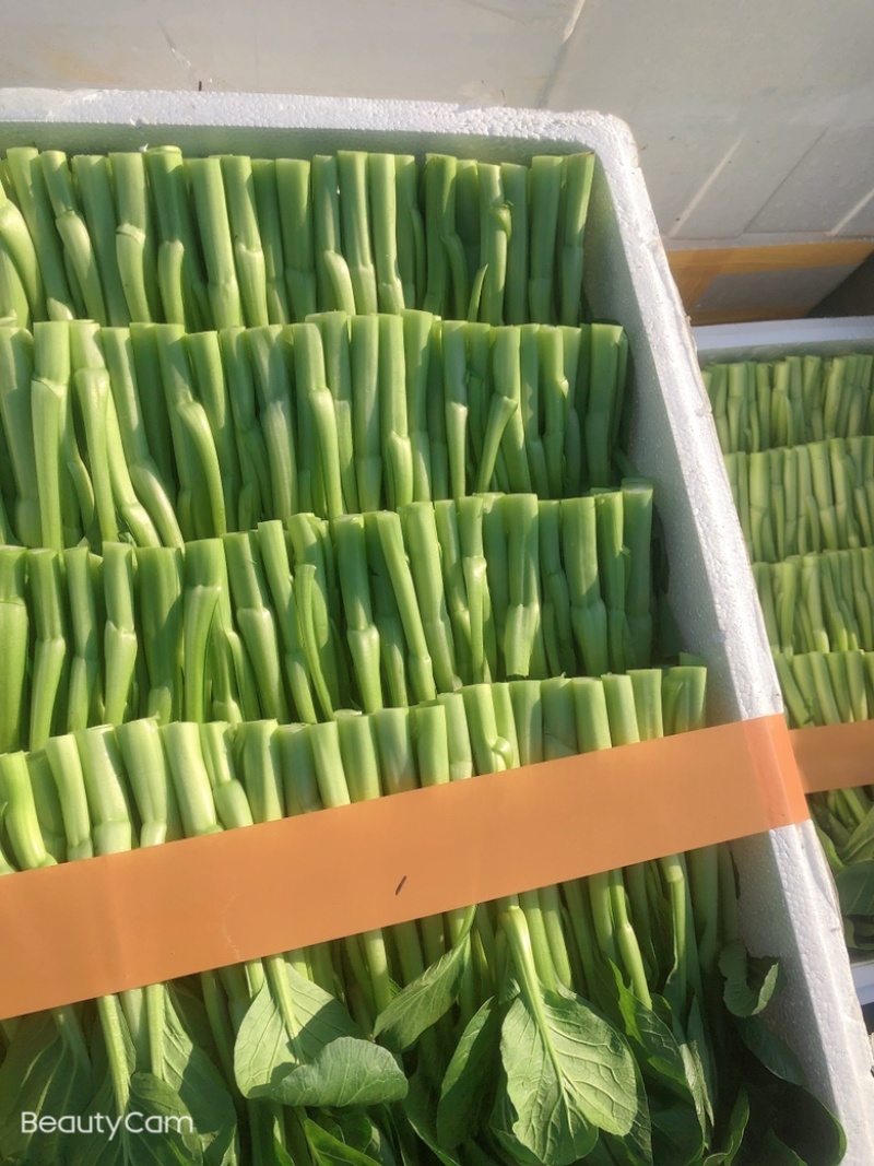 广东菜心大量现货预购从速