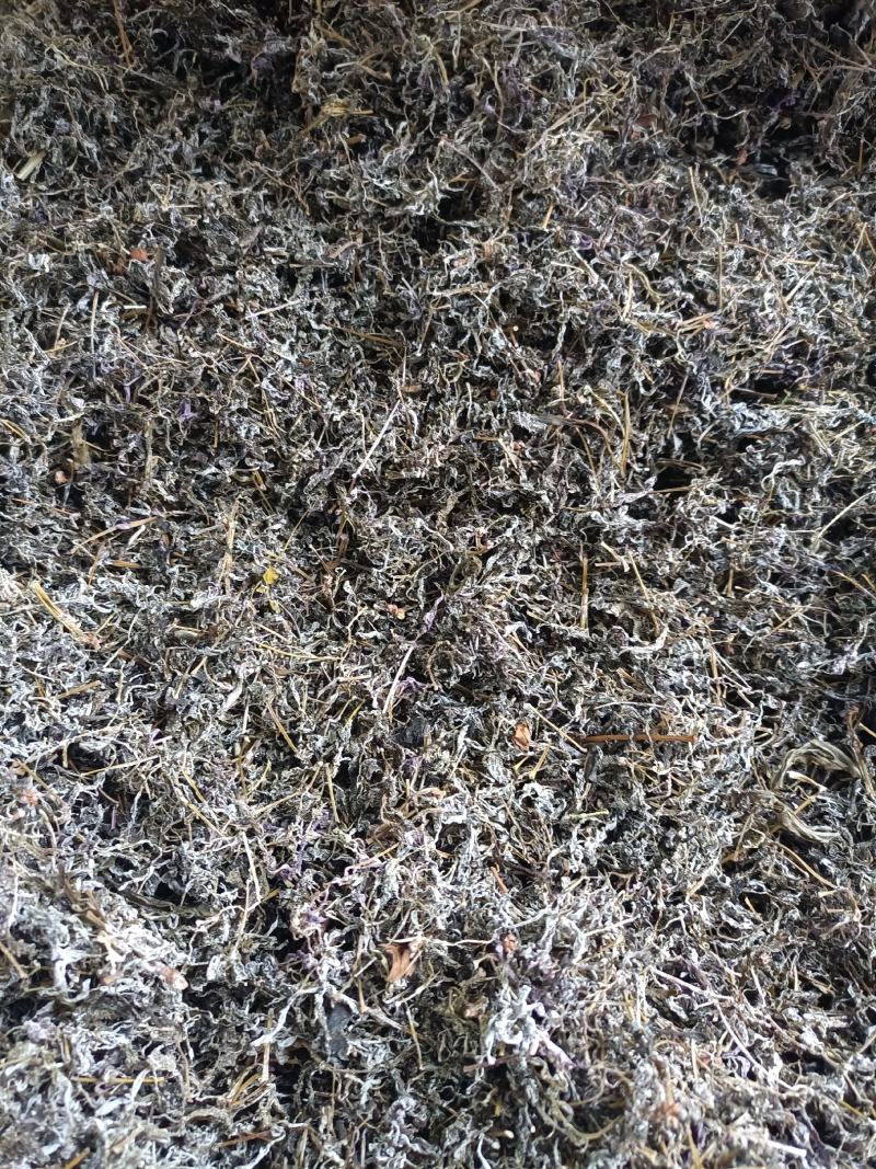 野生藤茶