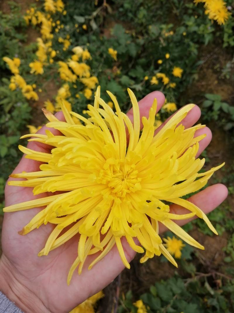 江西金丝皇菊苗菊花苗成活率95%免费提供技术成品包回收