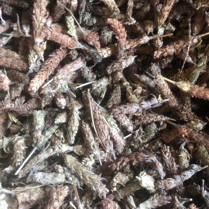 夏枯球