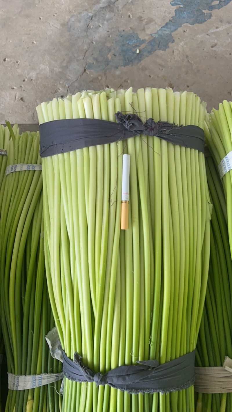 白帽蒜薹江苏蒜薹大丰区蒜薹鲜货产地货品提供食宿欢迎电联