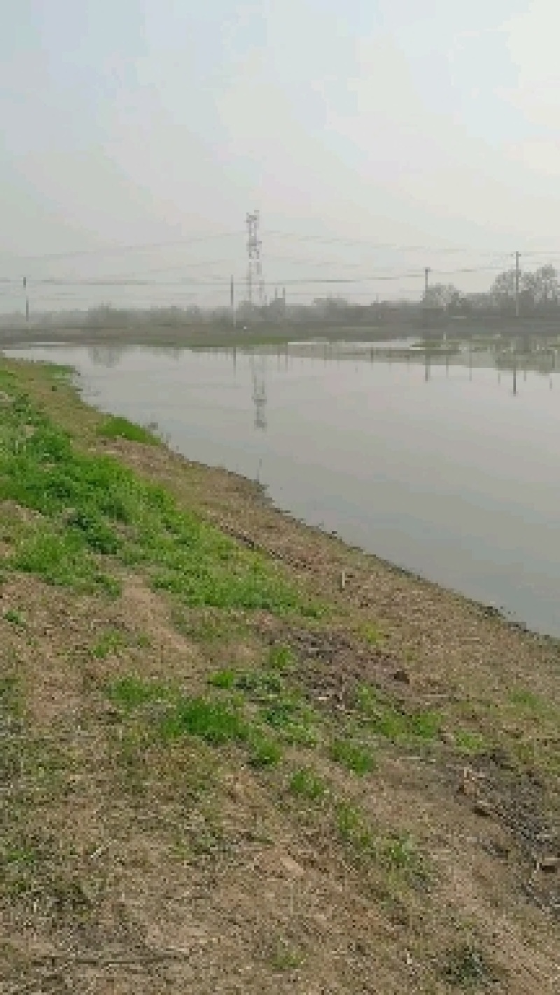 洪湖小龙虾苗种规格大活力强生长快早投早收益