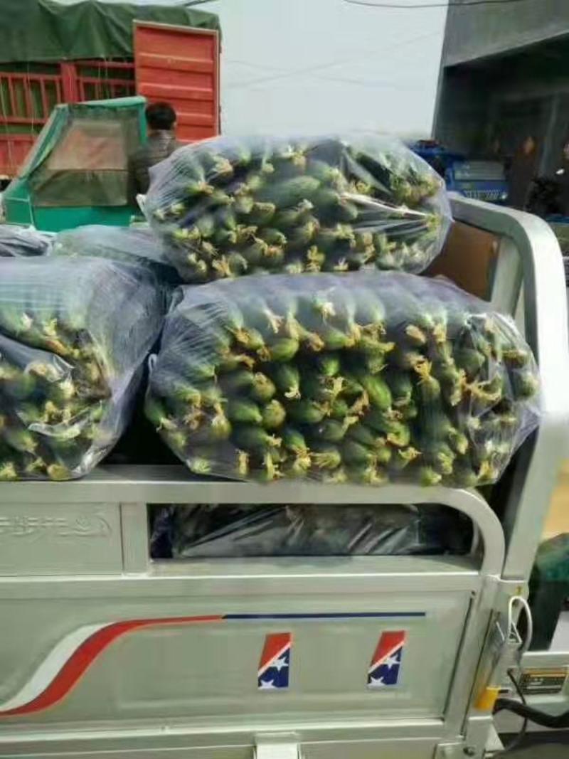 黄瓜大量上市无嫁接品质高一流的质量把控团队