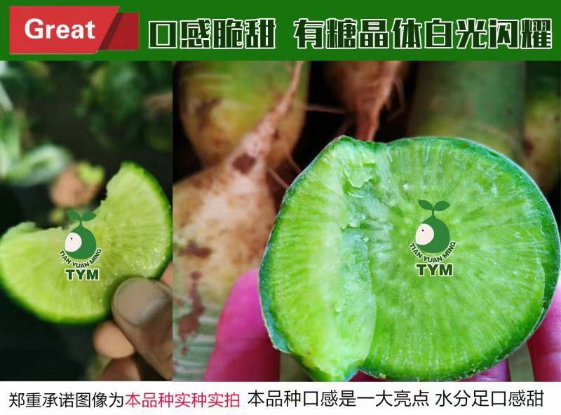 水果萝卜，电商水果萝卜，盐泽萝卜，加工厂水果萝卜