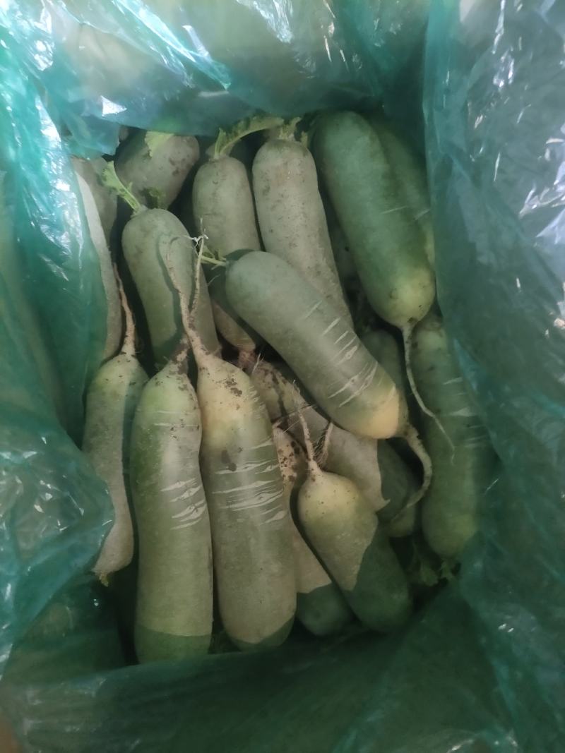 水果萝卜，电商水果萝卜，盐泽萝卜，加工厂水果萝卜