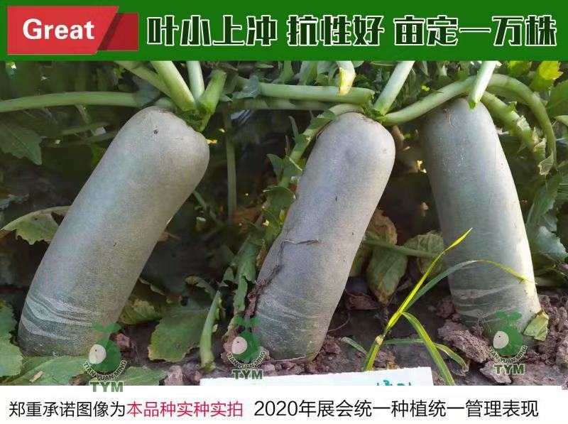 水果萝卜，电商水果萝卜，盐泽萝卜，加工厂水果萝卜