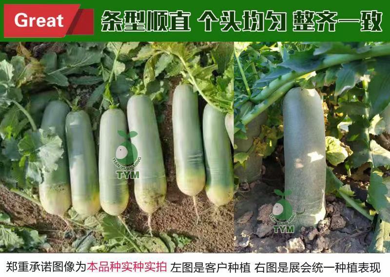 水果萝卜，电商水果萝卜，盐泽萝卜，加工厂水果萝卜