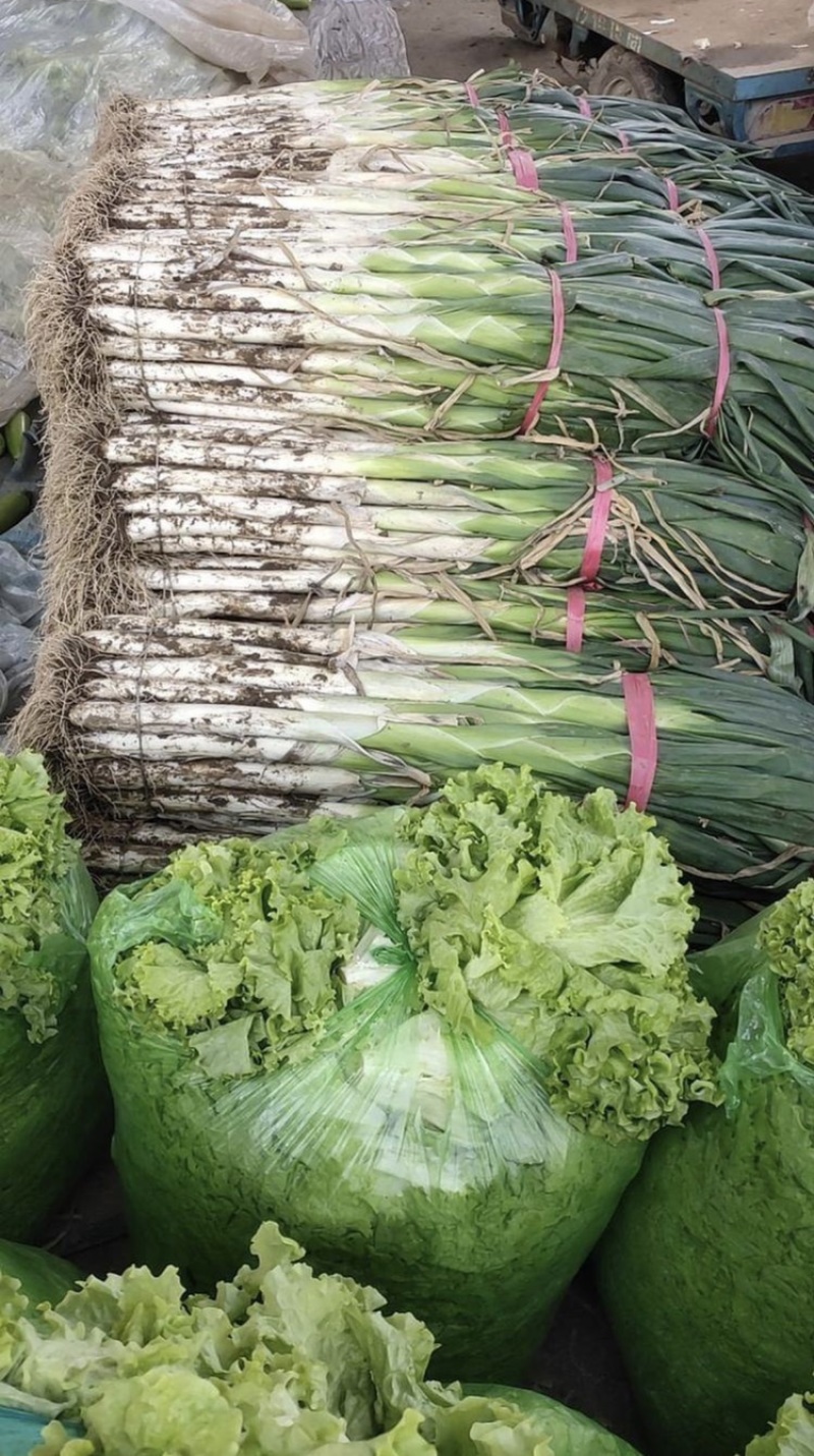 山东省聊城市东昌府区，精品大葱，量大质量好